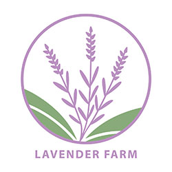 Lavender Farm - Canterbury